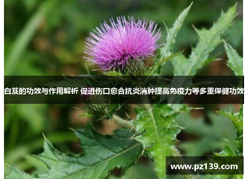 白芨的功效与作用解析 促进伤口愈合抗炎消肿提高免疫力等多重保健功效