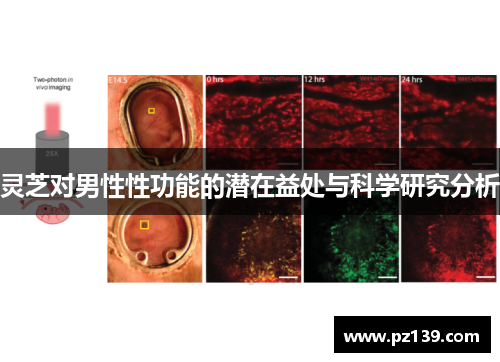 灵芝对男性性功能的潜在益处与科学研究分析